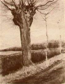 Pollard Willow - Vincent van Gogh